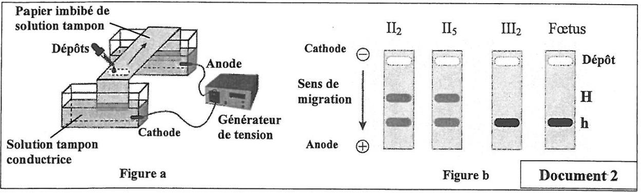 svt bac maroc
