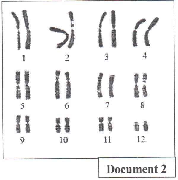 Document 2 : Caryotype du Triton marbré