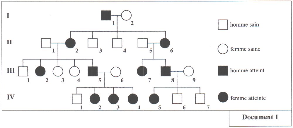 Document 1 : Arbre généalogique