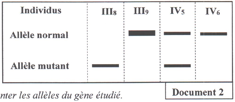 Document 2 : Électrophorèse