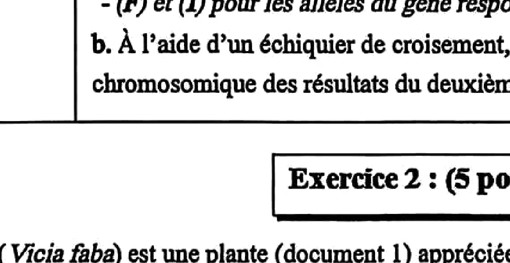 Document 1 : Plante de fève