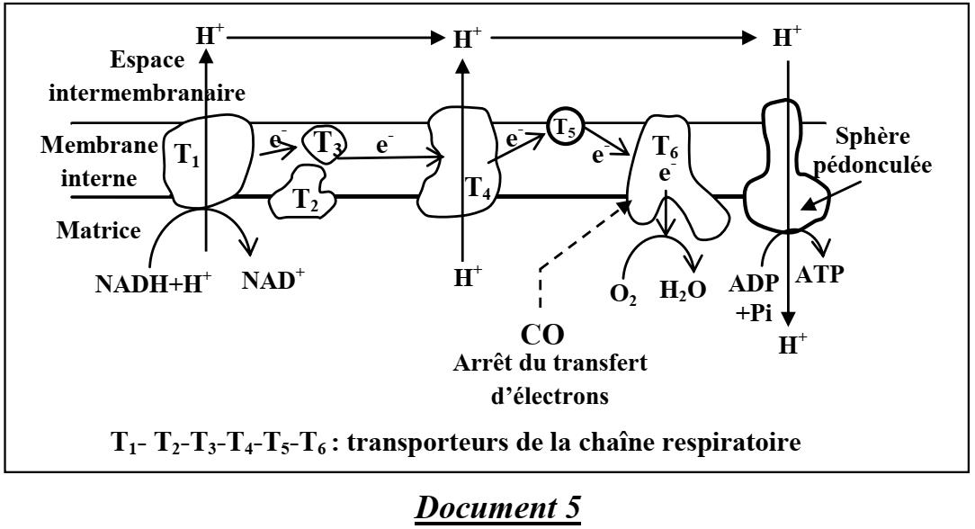svt bac maroc