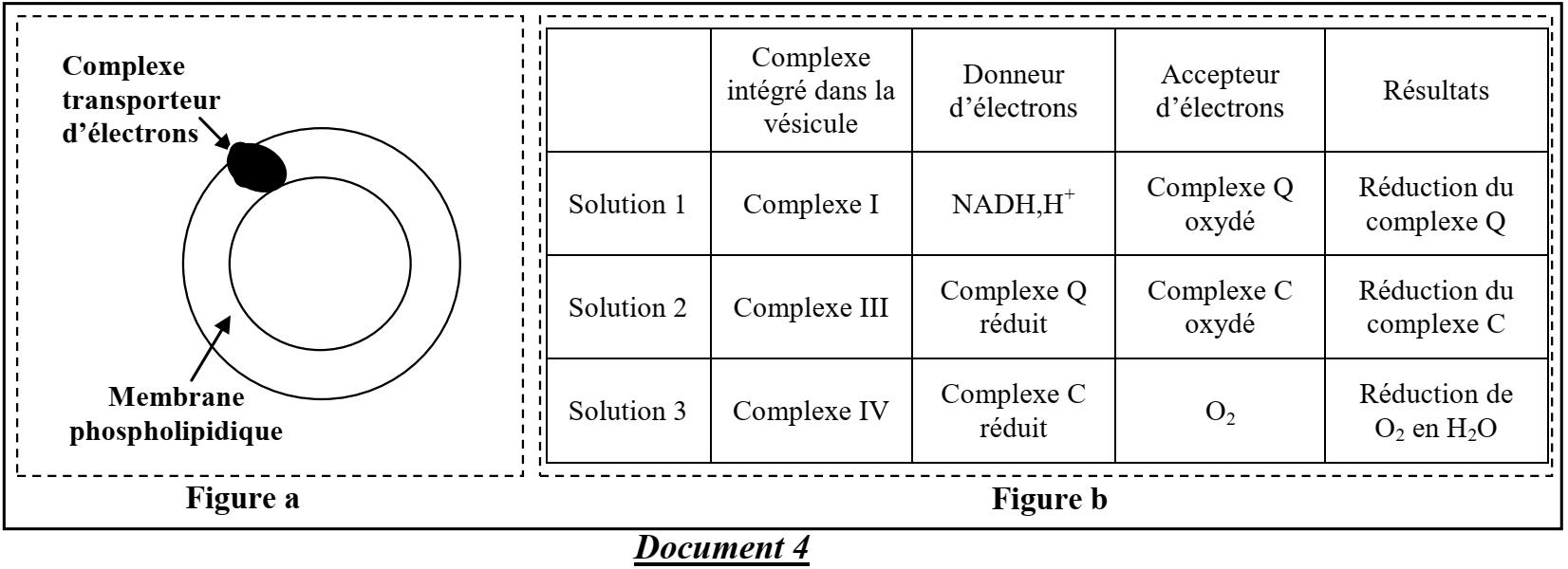 svt bac maroc