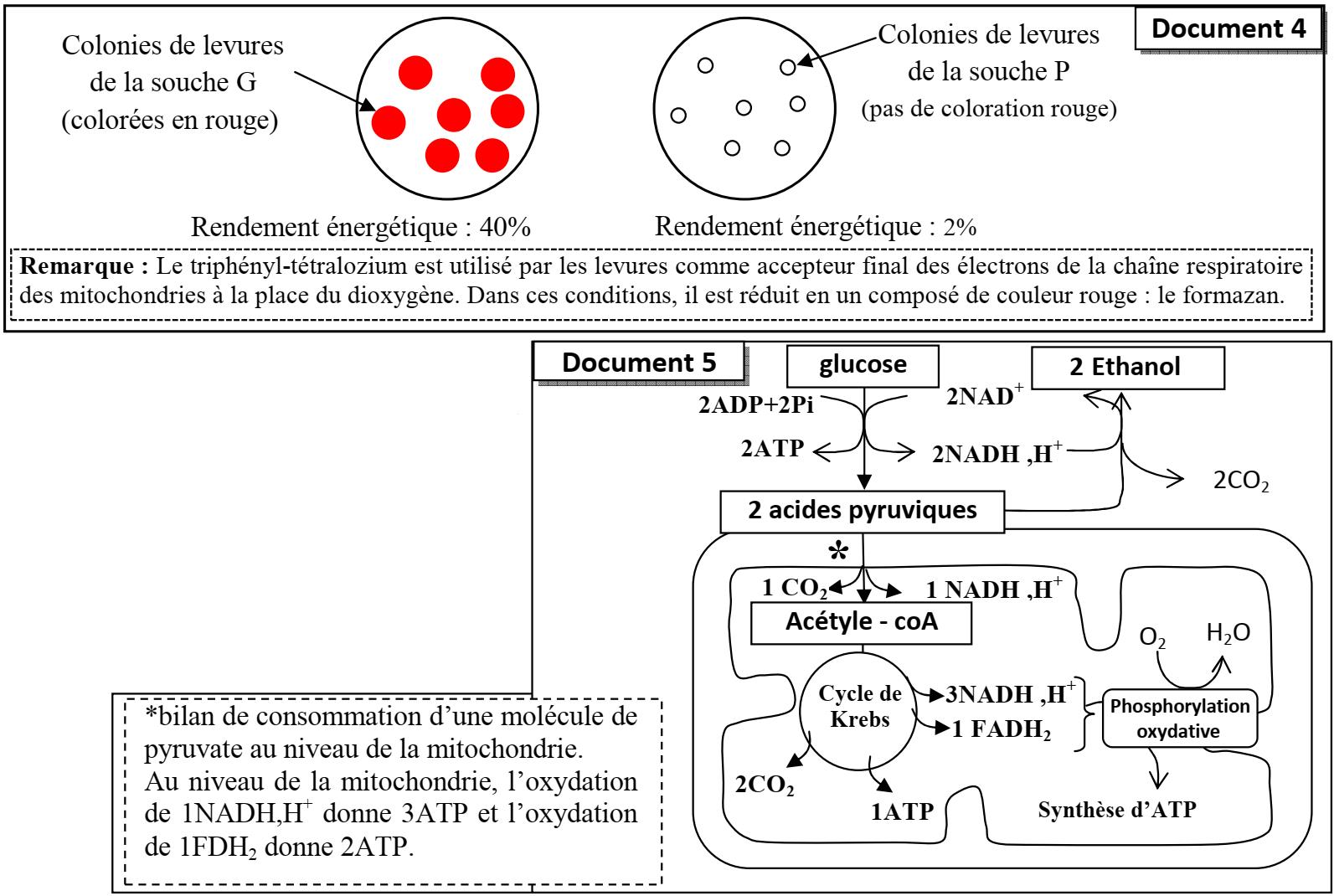 svt bac maroc
