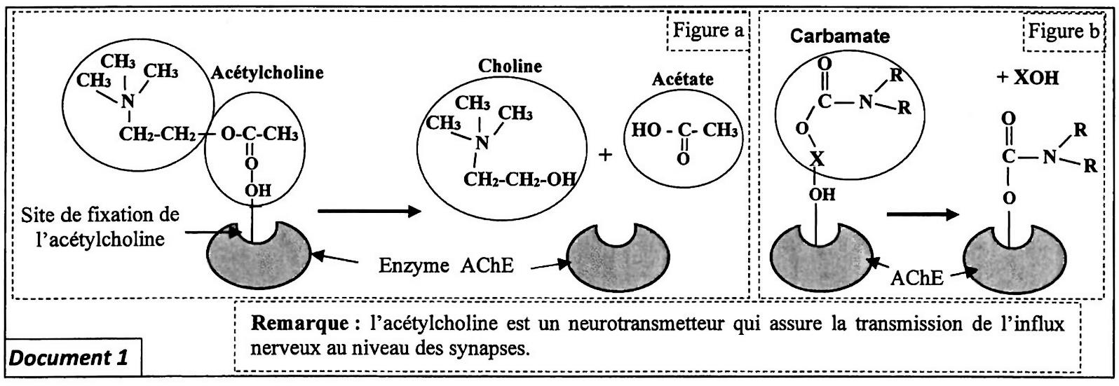 svt bac maroc