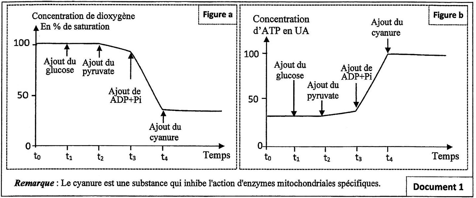 svt bac maroc