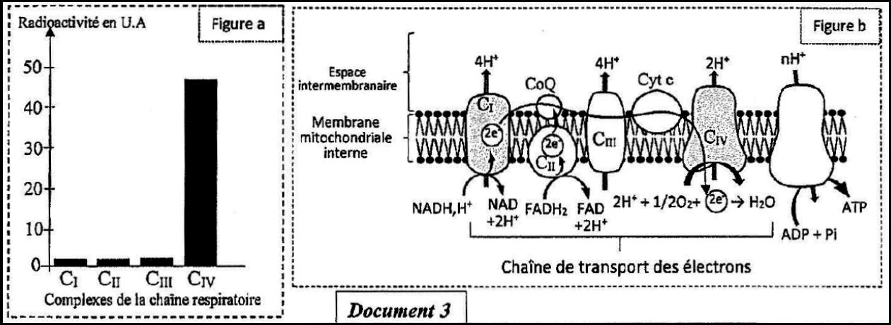 svt bac maroc