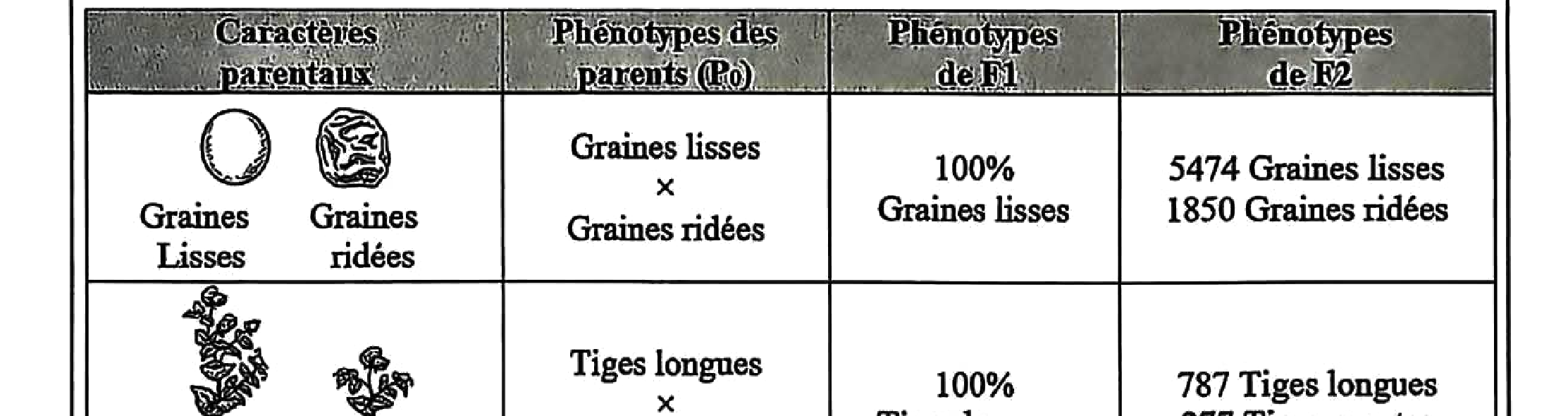 Document 3 : Expériences de Griffith sur souris