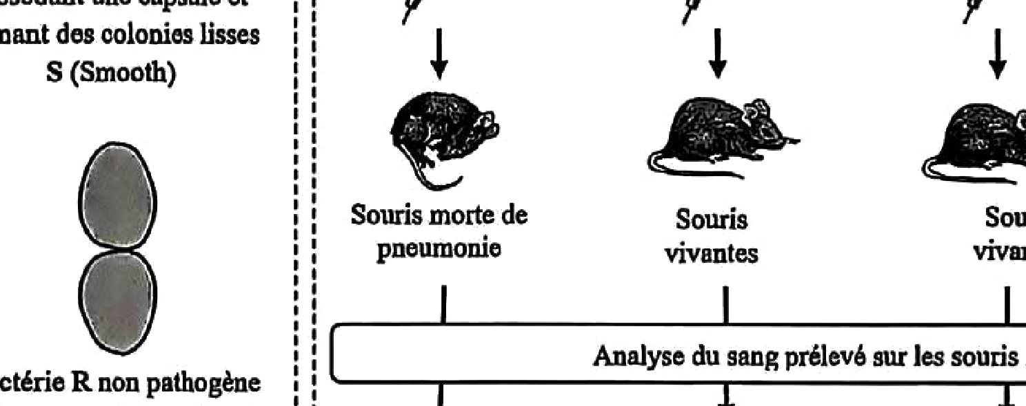 Document 1 : Température pergélisol
