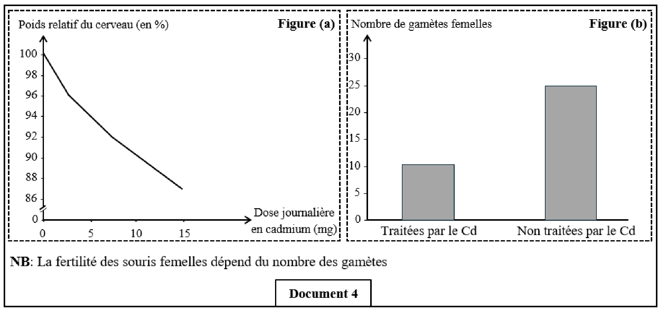 Document 4 : Effet du cadmium sur le cerveau et la fertilité des souris