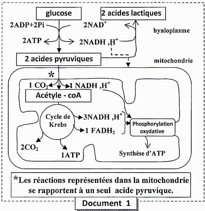 svt bac maroc