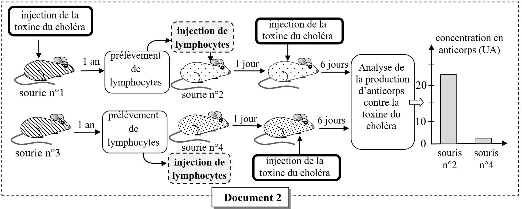 svt bac maroc