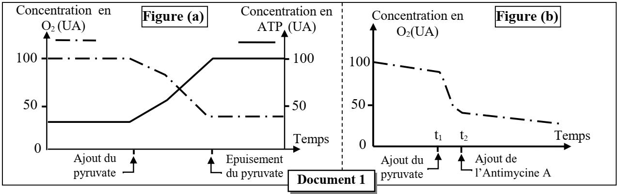 svt bac maroc