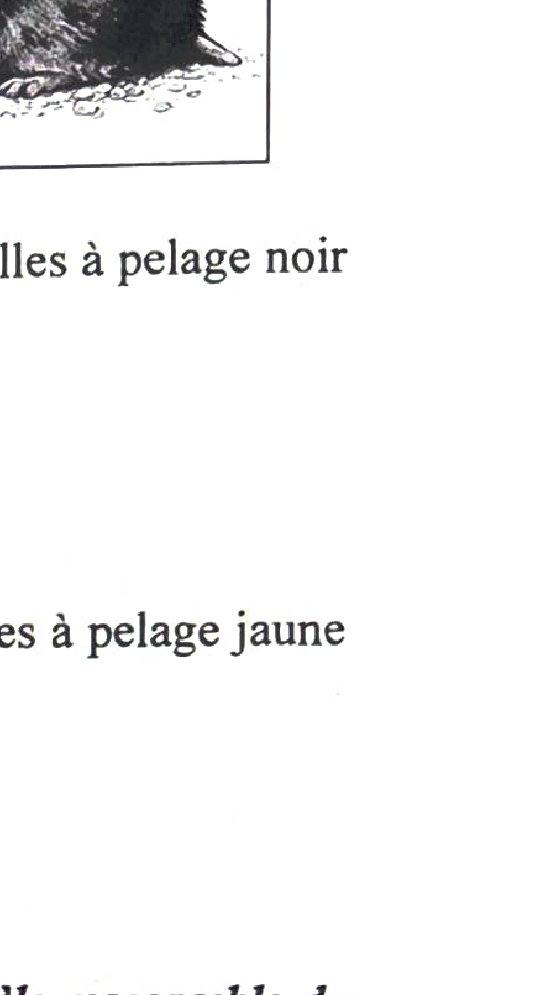 Document 7 : Arbre généalogique épidermolyse bulleuse