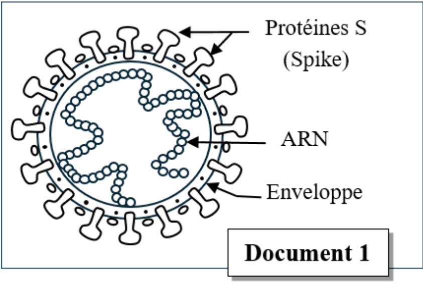 Document 1 : Structure du virus SARS-CoV-2