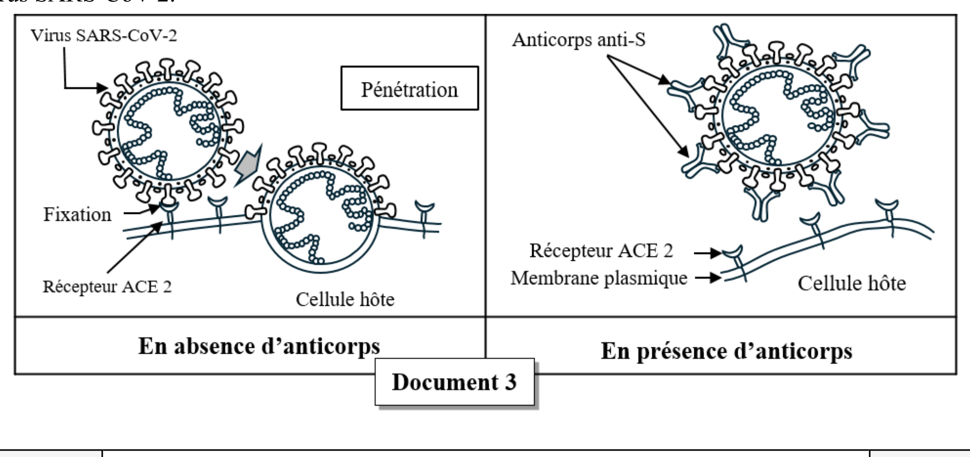 Document 3 : Rôle des anticorps contre le SARS-CoV-2