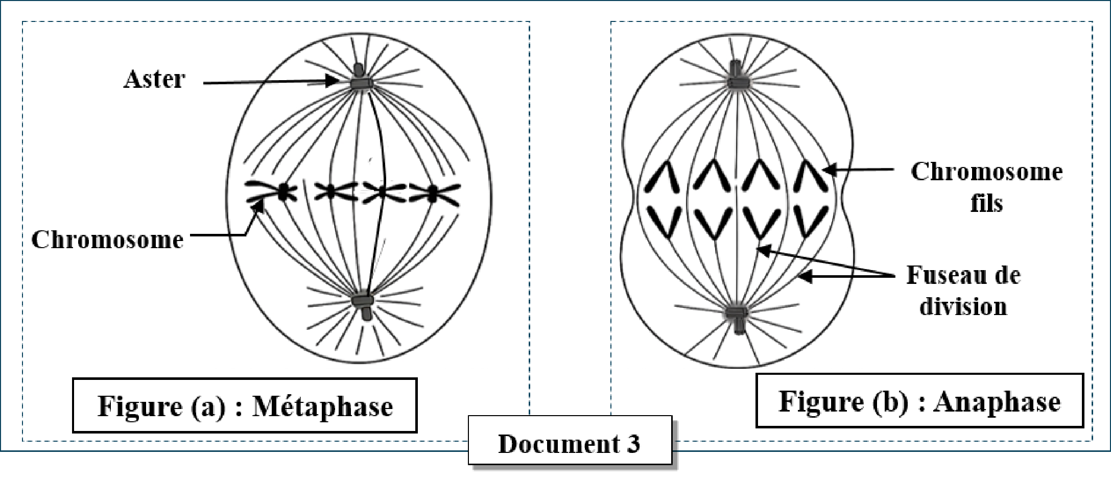 Document 3 : Métaphase et anaphase de la mitose