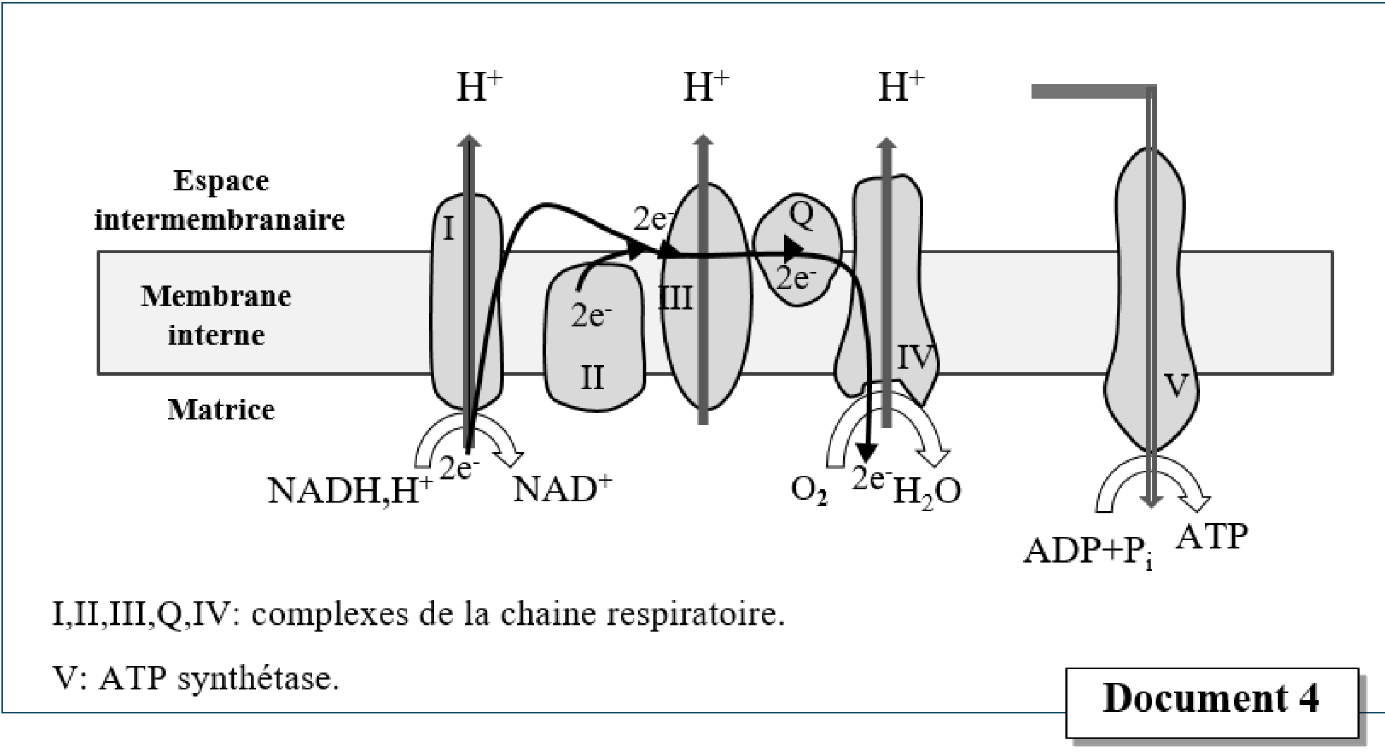 Document 4 : Synthèse d'ATP au niveau de la membrane interne de la mitochondrie