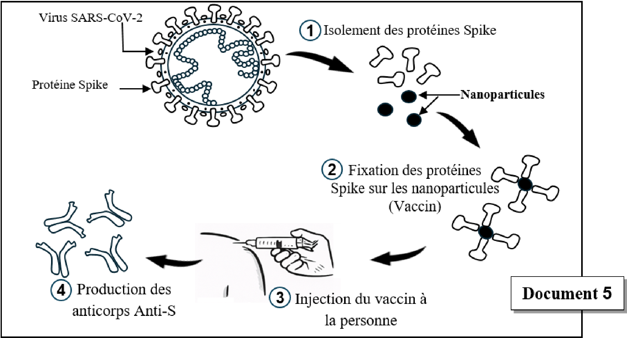 Document 5 : Technique de production du vaccin anti-SARS-CoV-2