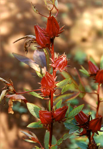 Hibiscus